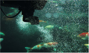 Oase Swimskim 50 CWS under water