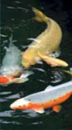 Keep Koi Carp in top condition with the OASE Proficlear Premium Pond Filters