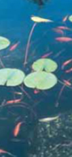 Beautiful fish and koi ponds with the OASE Proficlear Premium Pond Filters