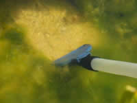 Multi-purpose nozzle supplied with the Pondovac 4 vaccum cleaner