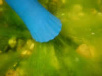 string algae removal nozzle supplied with Pondovac 4