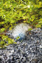 PondAir 3600 Weatherproof Air Pump Kit