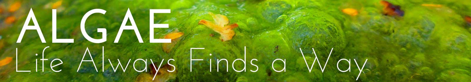 Lake Aeration Algae Img